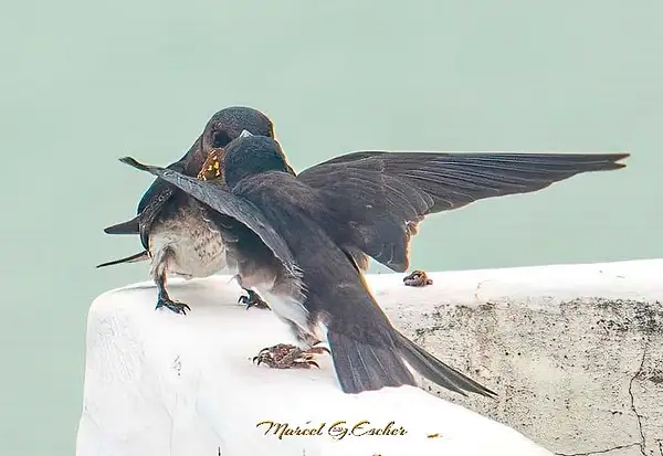 MGE Photo 20230511 feeding time 05 Hirondelle by...