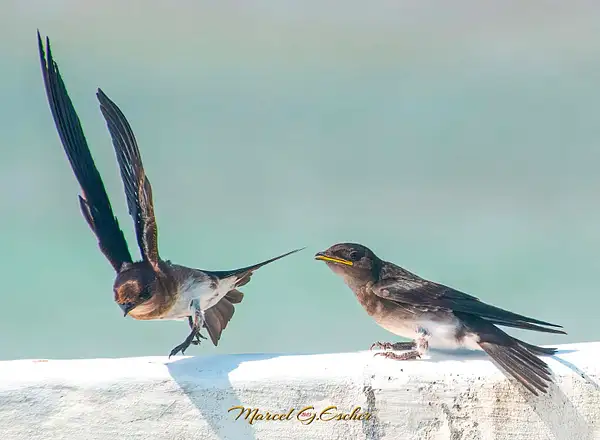MGE Photo 20230511 feeding time 15 Hirondelle by...