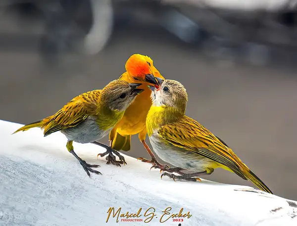 Yellow bird by MarcelEscher895