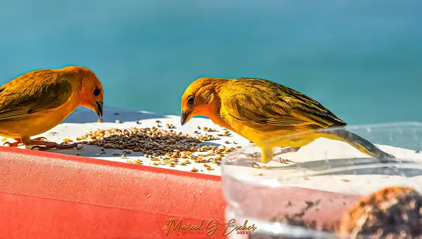 MGE Photo 20230516 feeding time 02 canarie by...