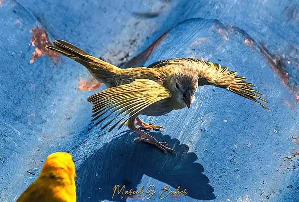 MGE Photo 20230519 feeding time 06 canarie by...