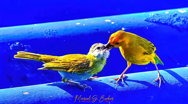 MGE Photo 20230519 feeding time 23 canarie by...