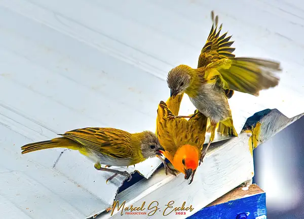 MGE Photo 20230521 feeding time 15 canarie by...
