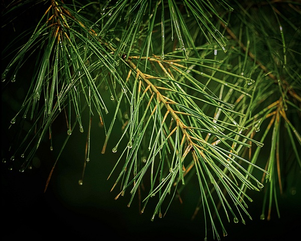 After the Rain - Places - DHP Photography
