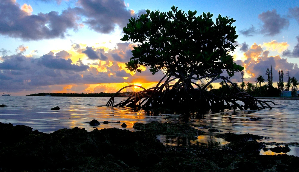 Mangrove Sunrise at Marathon Key, Florida