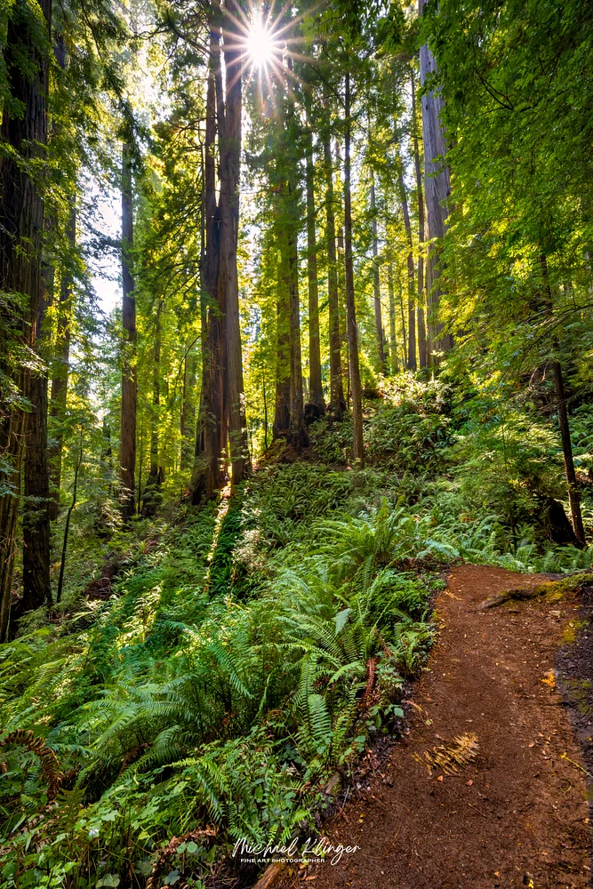 Sunlight Filtering Through Redwoods in Lush Forest