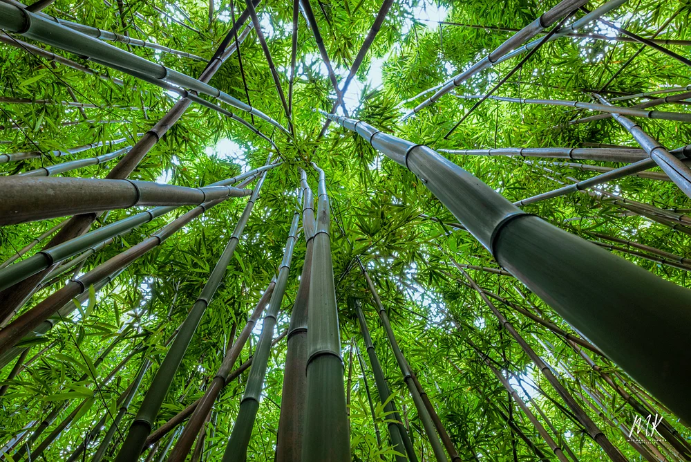 Lush Bamboo Forest Canopy from Below