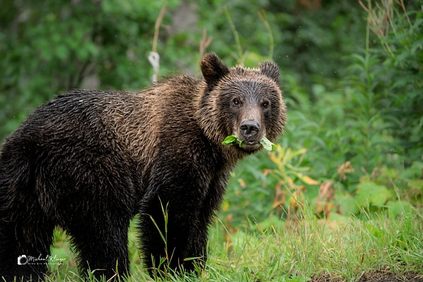 Stewart Bears - Animals - Michael Klinger Photography