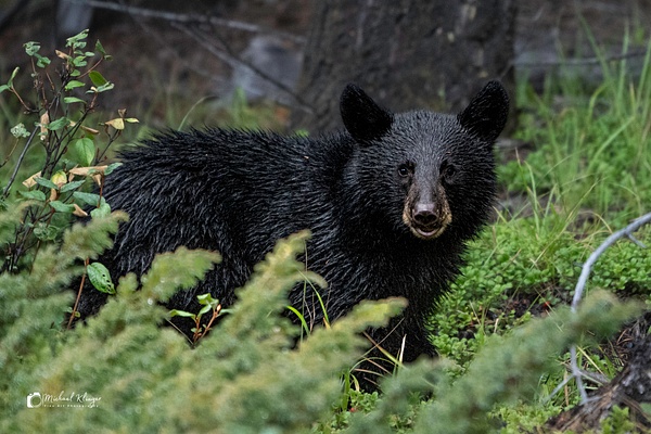 BlackBearCub-GoodMorningSunshine - Animals - Michael Klinger Photography