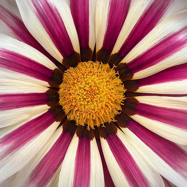 Abstract Photography by Julie Markes
