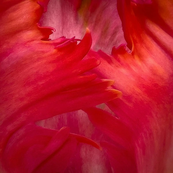 Abstract Photography by Julie Markes