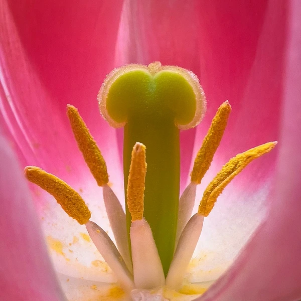 Abstract Photography by Julie Markes