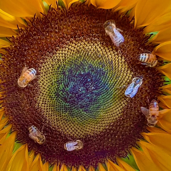 Abstract Photography by Julie Markes