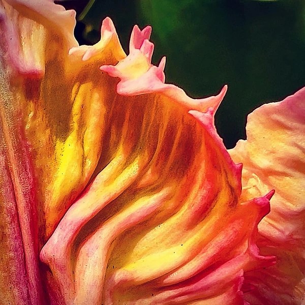 Abstract Photography by Julie Markes
