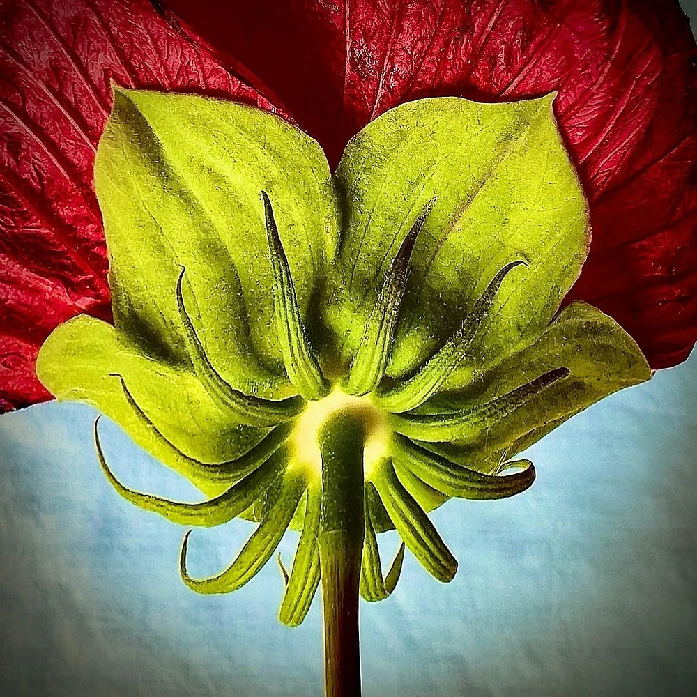 botanicals-11 botanicals-11