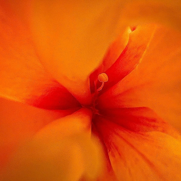 Abstract Photography by Julie Markes