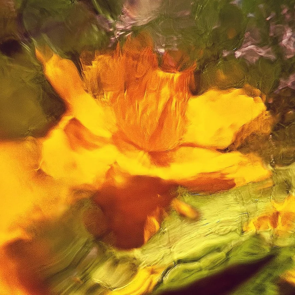 botanicals-20 botanicals-20