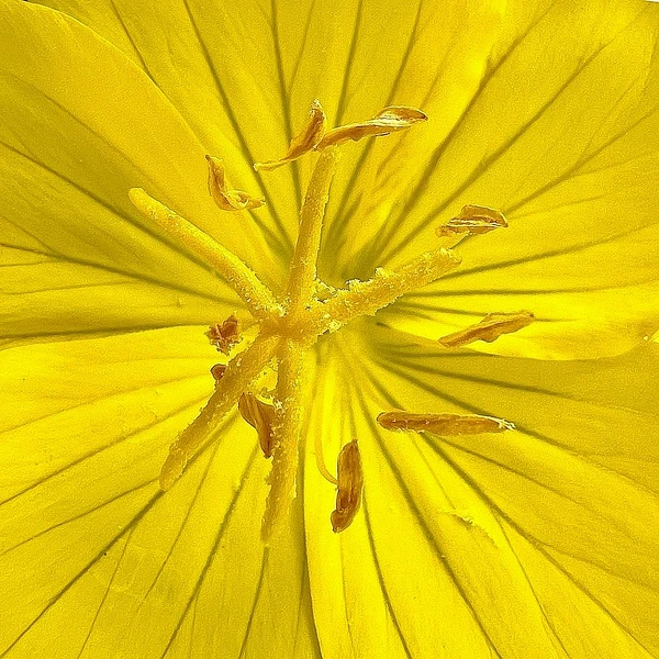 Abstract Photography by Julie Markes