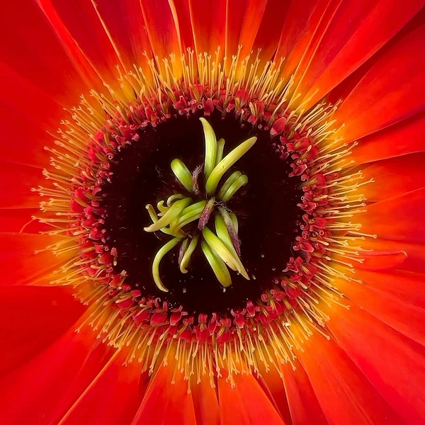 Abstract Photography by Julie Markes