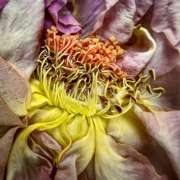 Abstract Photography by Julie Markes