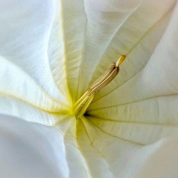 Abstract Photography by Julie Markes