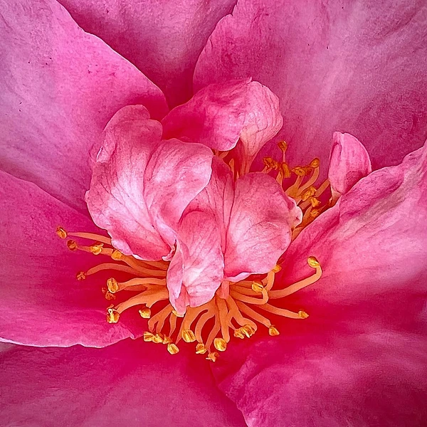 Abstract Photography by Julie Markes