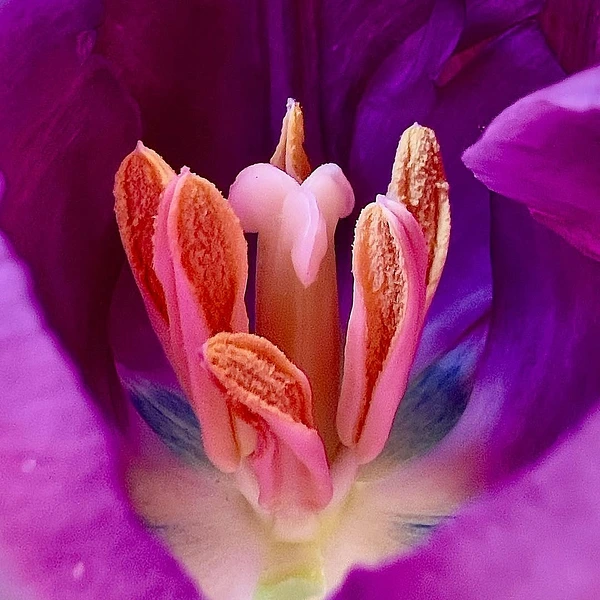 Macro view of coral pollen-bearing anthers and pink filaments framed by saturated magenta flower petals