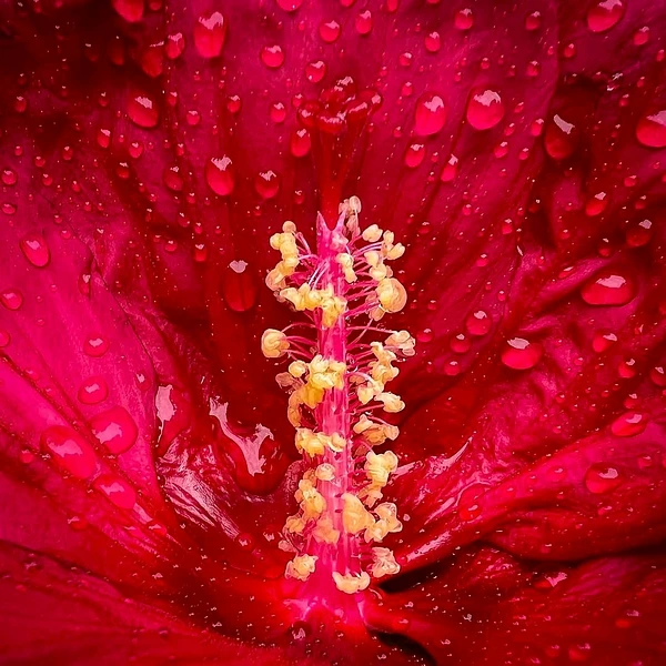 Abstract Photography by Julie Markes