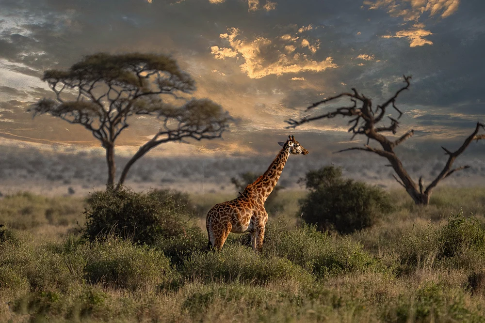 Graceful Giraffe Standing Tall in Golden Savanna