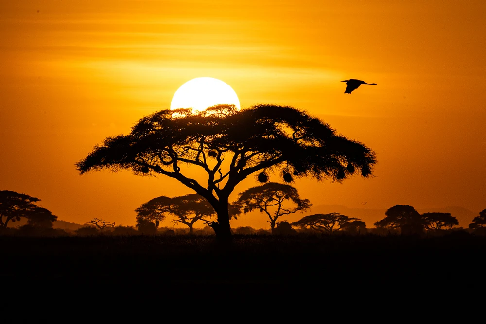 Golden Sunset Over Acacia Tree Silhouette