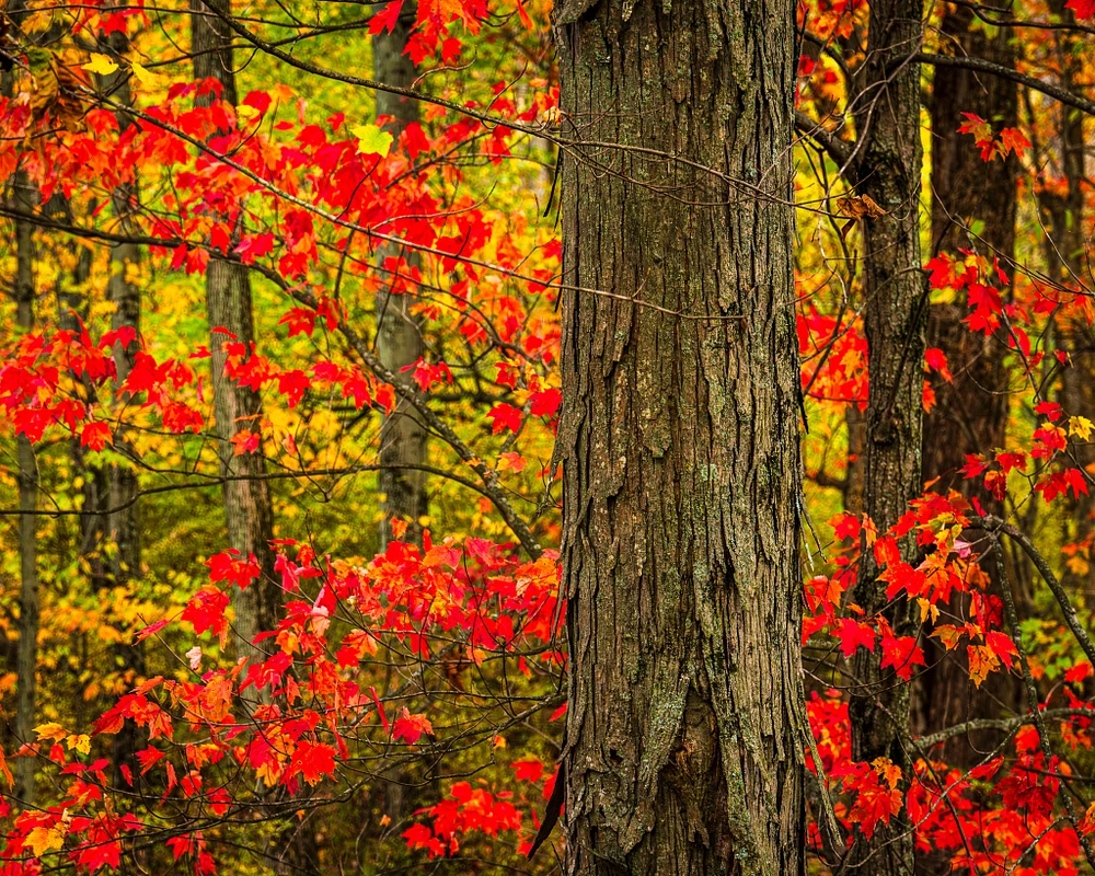 Autumn Color