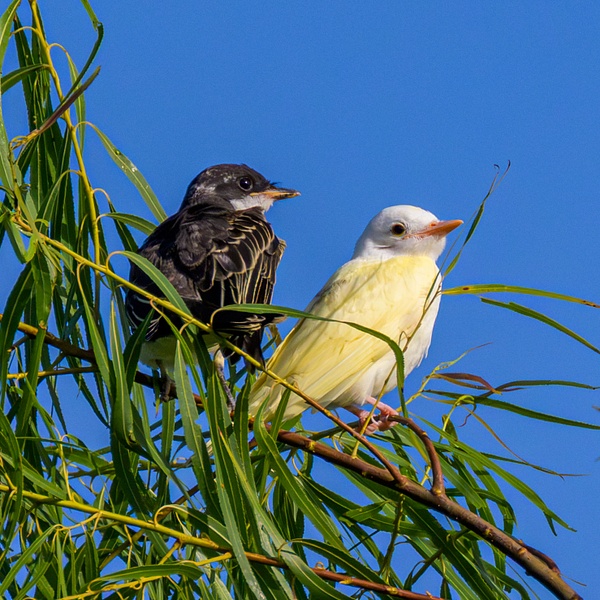 ME1_2523 - Birds - Spunkysphotos