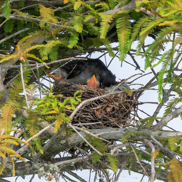 BAA_9886 - Birds - Spunkysphotos