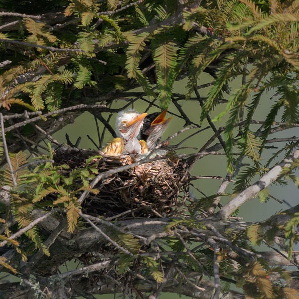 JL7_4144 - Birds - Spunkysphotos
