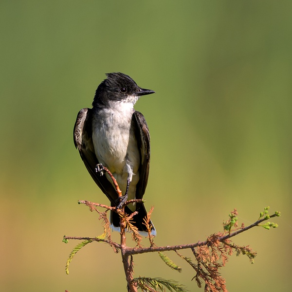 BAA_9215 - Birds - Spunkysphotos