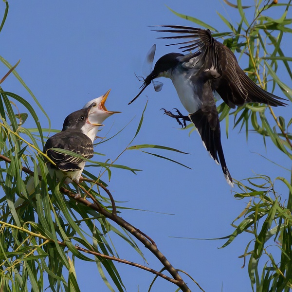 ME1_2546-Edit-Edit - Birds - Spunkysphotos