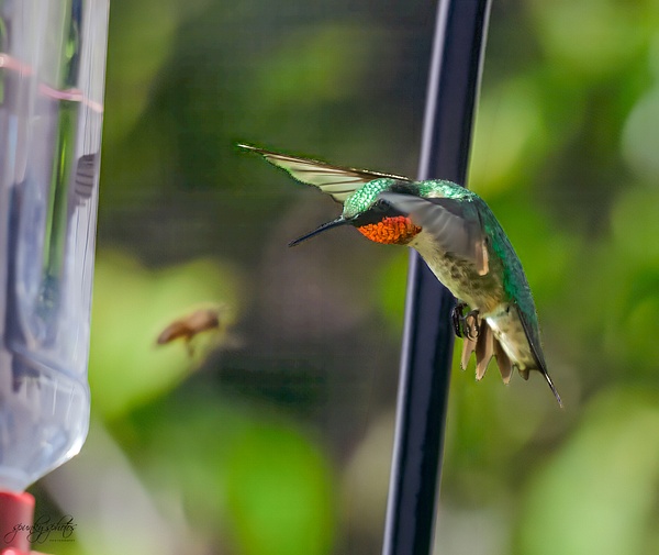HLL_0484 - Birds - Spunkysphotos