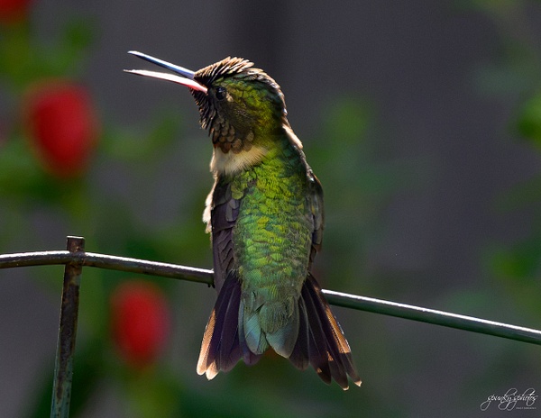 HMM_1242 - Birds - Spunkysphotos