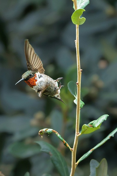 787018145_10164060527965369_4586853756853791562_n - Birds - Spunkysphotos