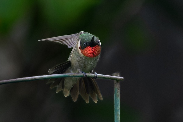 20260911-HMM_1897 - Birds - Spunkysphotos