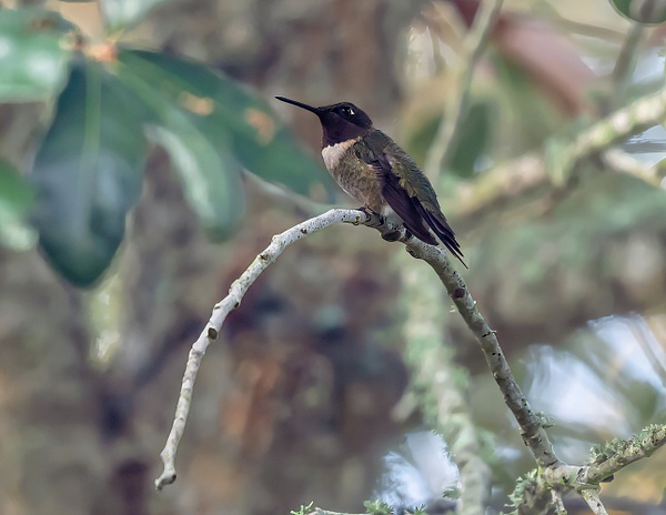 DSC_4319-Edit - Birds - Spunkysphotos
