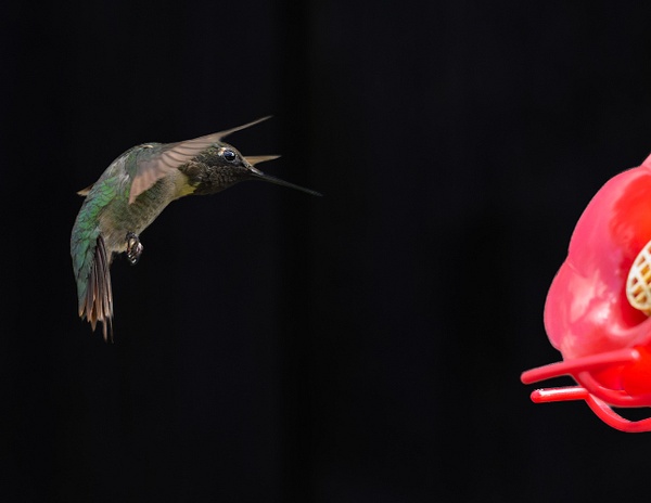 20260911-HMM_1779 - Birds - Spunkysphotos