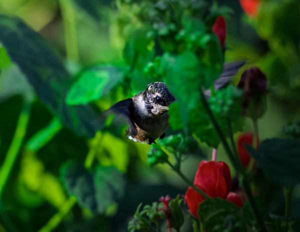 DSC_5266 - Birds - Spunkysphotos