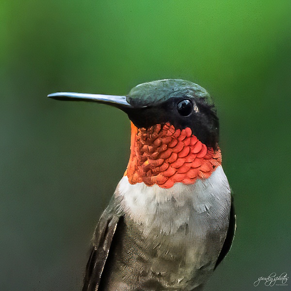HMM_2430-Edit - Birds - Spunkysphotos