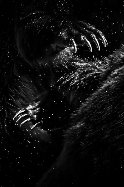 bwpaws- - Wildlife - Spunkysphotos