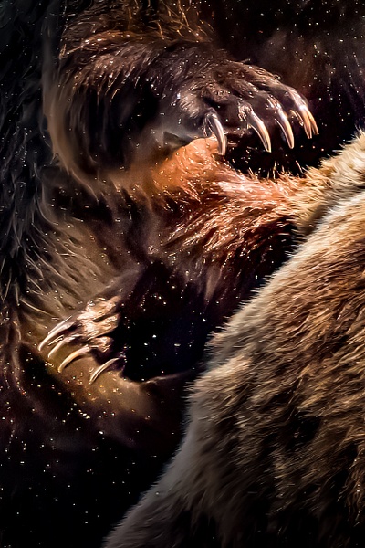 AL6_4021-Edit-3 - Wildlife - Spunkysphotos