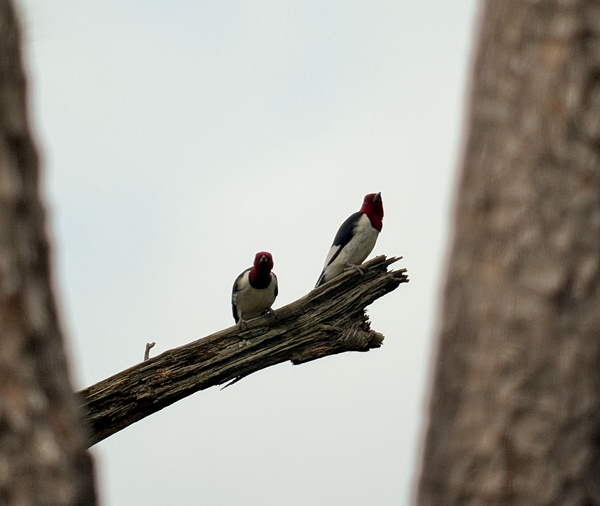 IMG_1257 - Digiscope - Spunkysphotos