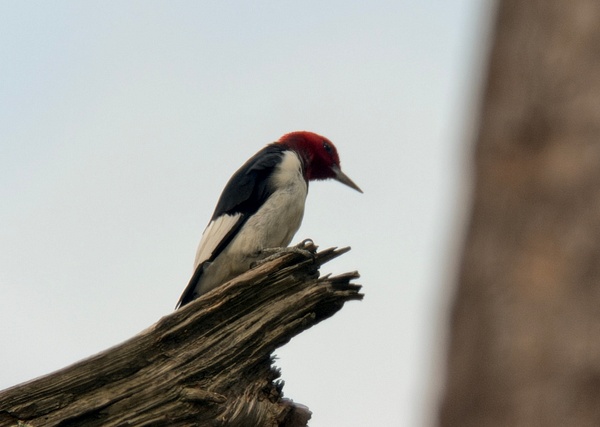 IMG_1259 - Digiscope - Spunkysphotos