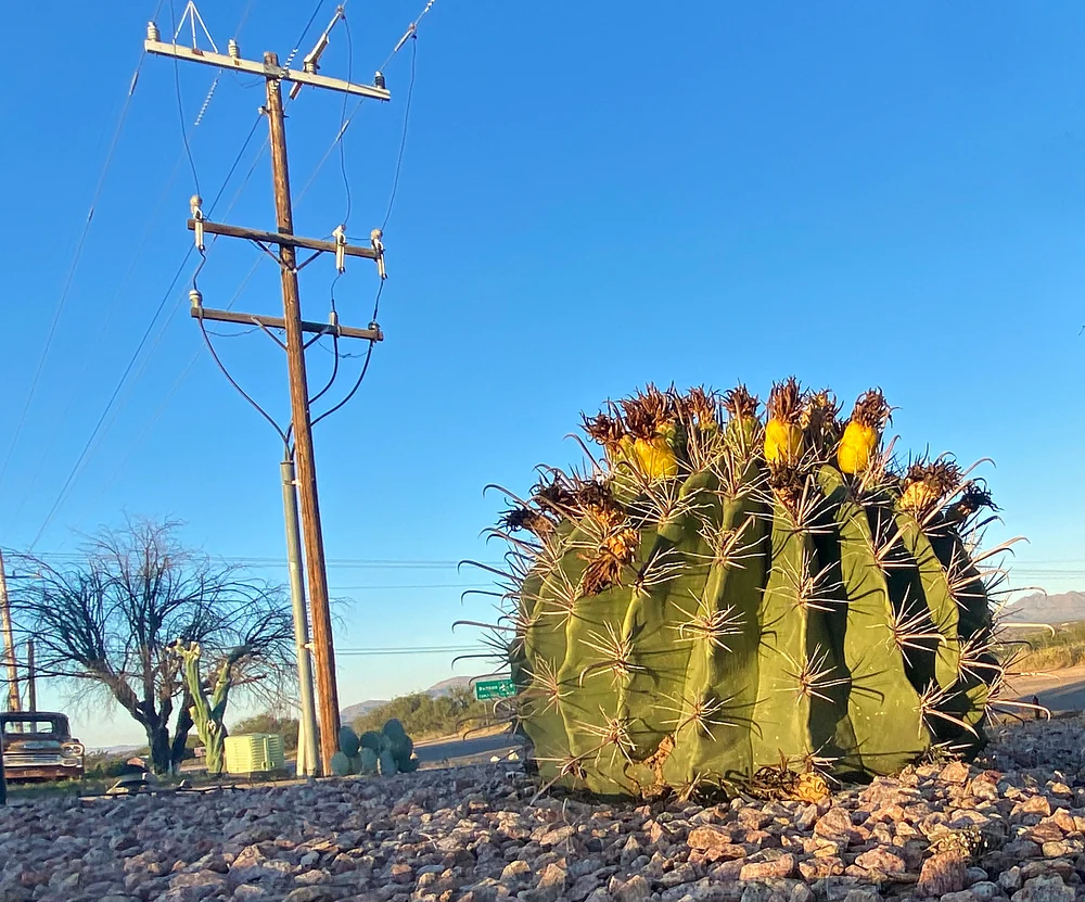 Trees, cactii, flowers 10
