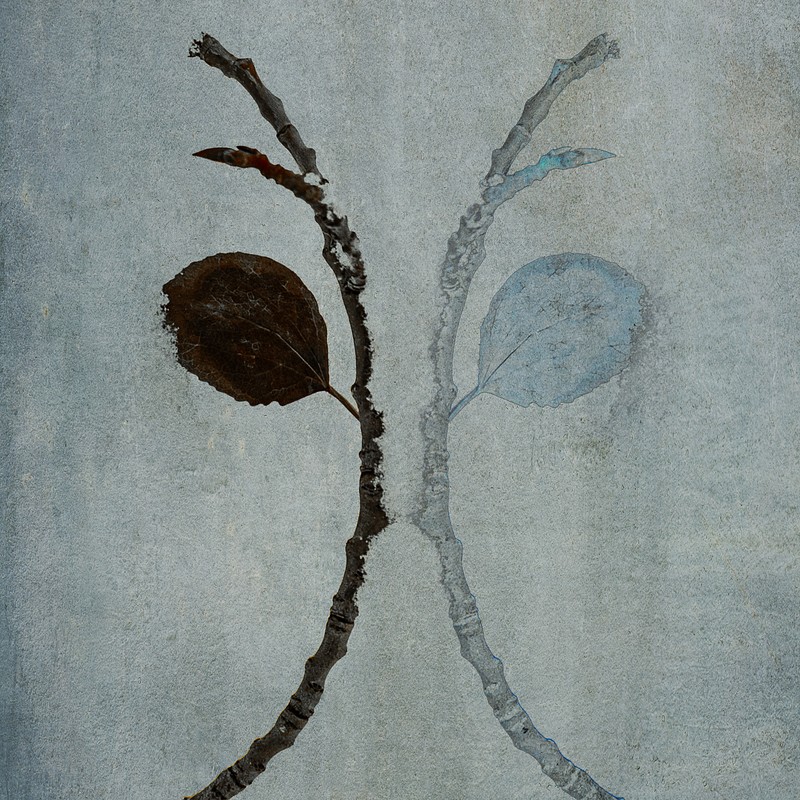 Transient Beauty